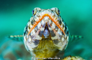This is a photo of a lizard fish resting on hard coral. T... by Glenn Ian Villanueva 